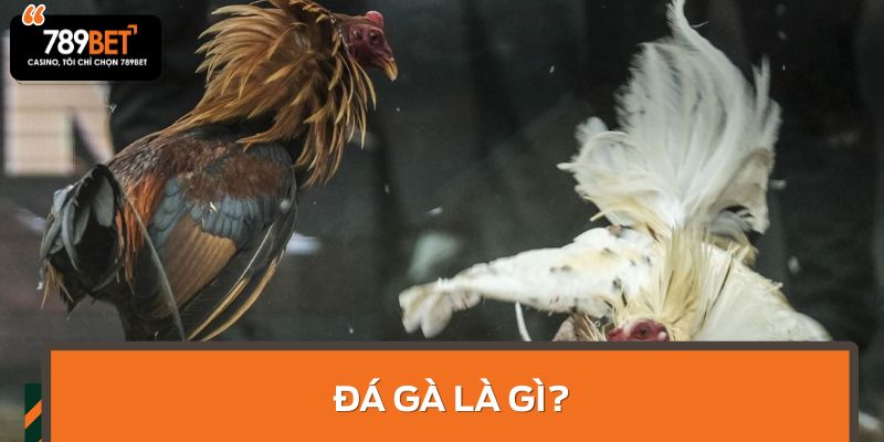Đá gà là gì?